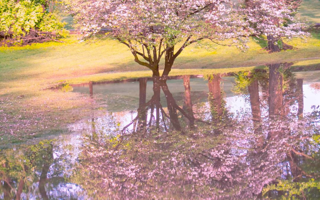 Photo of Flowering Tree in a Pond